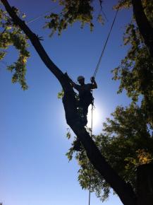 Silver maple, acer saccharinum, removal
