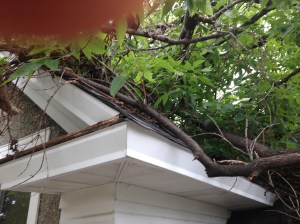 Broken limbs on a house due to high winds and included bark.
