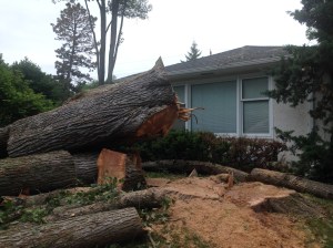 Large elm, almus americana, removal before cleanup.